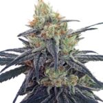 CBD #1 feminized seeds by ACE