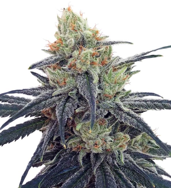 Authorized Cannabis Seeds Superstore Kinnabis 13 CBD #1 feminized seeds by ACE