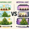 Natural Light vs. Artificial Lighting: The Real Pros & Cons of Growing Cannabis From Seed to Harvest