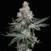 Grandpa's Cookies R2 V1 Feminized Seeds