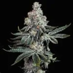 Grandpa's Cookies R2 V1 Feminized Seeds