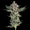 Grapes & Cream Feminized Seeds 3 Grapes & Cream Feminized Seeds