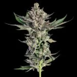 Grapes & Cream Feminized Seeds