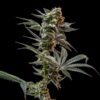 Gush Mintz feminized cannabis seeds by Seedsman with dense frosty buds high THC minty sweet terpene profile