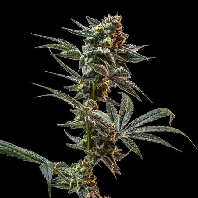 Gush Mintz feminized cannabis seeds by Seedsman with dense frosty buds high THC minty sweet terpene profile