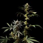 Jelly Cake Feminized Seeds Bred by Seedsman Find at Kinnabis Seeds