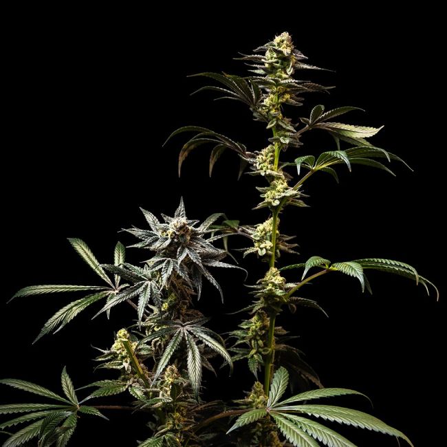 Authorized Cannabis Seeds Superstore Kinnabis 5 Jelly Cake Feminized Seeds Bred by Seedsman Find at Kinnabis Seeds