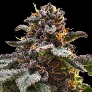 Jelly Cake Feminized Seeds