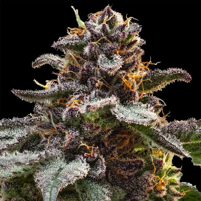 Jelly Cake Feminized Seeds | Dessert Indica Hybrid by Seedsman 2 Jelly Cake Feminized Seeds