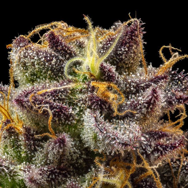 Jelly Cake Feminized Seeds | Dessert Indica Hybrid by Seedsman 3 Jelly Cake Feminized Seeds