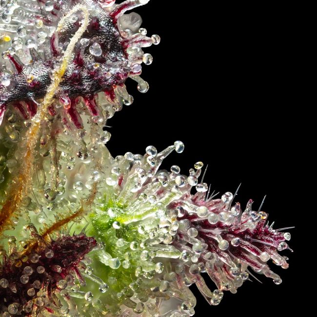 Jelly Cake Feminized Seeds | Dessert Indica Hybrid by Seedsman 4 Jelly Cake Feminized Seeds