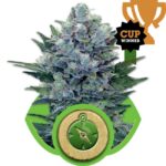 Northern Lights Auto Feminized Seeds