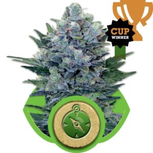 Northern Lights Auto Feminized Seeds