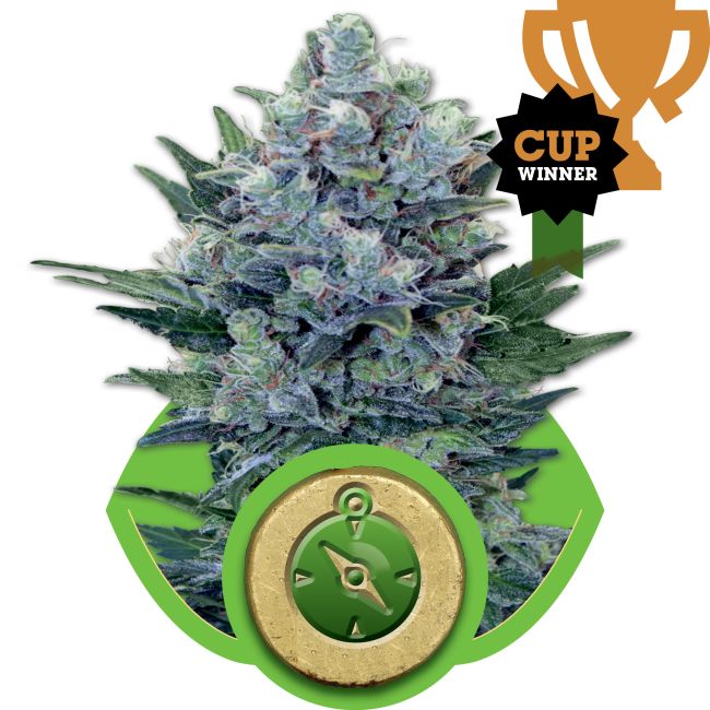 Authorized Cannabis Seeds Superstore Kinnabis 12 Northern Lights Auto Feminized Seeds