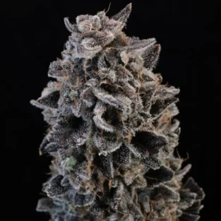 Why Grow White Widow Auto Feminized Seeds kinnabis