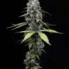 Zoap Feminized Seeds 1 Zoap Feminized seeds