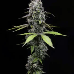 Zoap Feminized seeds