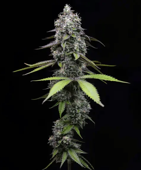 Zoap Feminized seeds