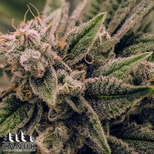 acapulco gold canuk seeds