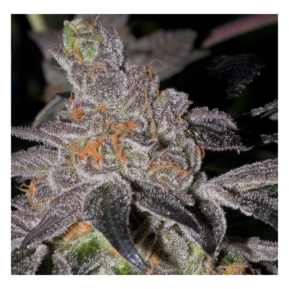 Animal Cookies BC Bud Depot