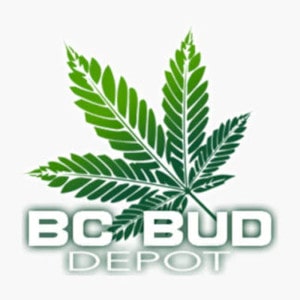 Find BC BUD cannabis seed at Kinnabis