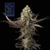 Blue Dream Feminized Seeds 3 Blue Drreams Feminized Seeds is the top strain of LA in 2026
