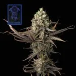 Blue Drreams Feminized Seeds is the top strain of LA in 2026