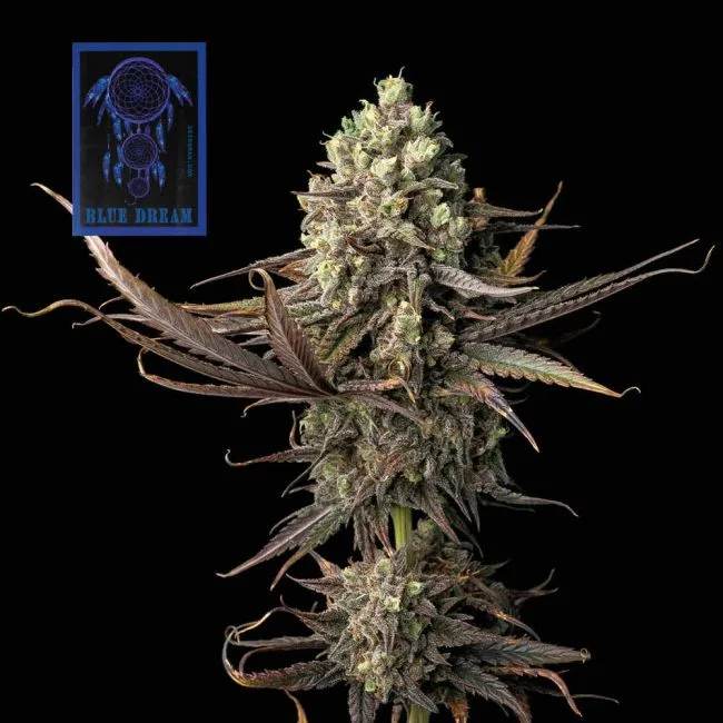 Blue Drreams Feminized Seeds is the top strain of LA in 2026