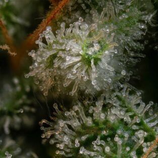 Blue Dream Auto Feminized Seed