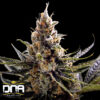 24K Gold (aka Kosher Tangie) FEMINIZED Seeds (DNA Genetics)