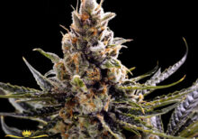 24K Gold (aka Kosher Tangie) FEMINIZED Seeds (DNA Genetics)