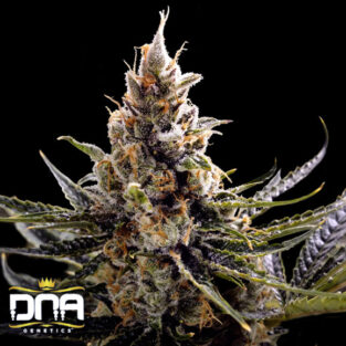 24K Gold (aka Kosher Tangie) FEMINIZED Seeds (DNA Genetics)