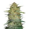 Original OG Kush