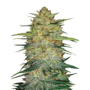 Original OG Kush