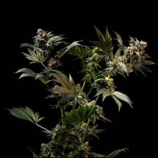 Gush Mintz feminized cannabis seeds by Seedsman with dense frosty buds high THC minty sweet terpene profile