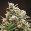 Nepal Jams Seeds - Ace Seeds at Kinnabis Seeds