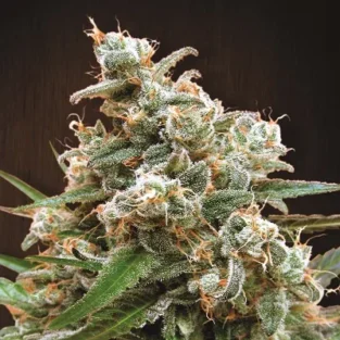 Authorized Cannabis Seeds Superstore Kinnabis 32 Nepal Jams Seeds - Ace Seeds at Kinnabis Seeds