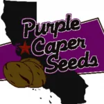 Purple Caper Seeds