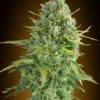 Do-Si-Dos Cookies Auto Feminized Seeds 1 🍪 Flavor & Aroma: Sweet Cookies with a Fresh Twist This strain hits your senses with a complex terpene profile: 🍬 Sweet cookie dough & earthy richness 🌿 Hints of mint, pine, and fresh herbs 🍋 Subtle citrus and spice undertones Expect a smooth, dessert-like smoke with a refreshing edge—true Cookies family flavor with extra depth. 💥 Effects: Strong, Relaxing, and Feel-Good With THC levels around 22%, this strain delivers a fast-hitting, powerful effect that leans heavily into relaxation. 😌 Deep body calm 😊 Uplifting, positive head buzz 🌙 Perfect for evenings or unwinding It’s the kind of high that melts stress away while keeping your mind in a good place—strong, but not overwhelming when respected. 🌿 Grow Info: Compact Plants, Heavy Results Do-Si-Dos Cookies Auto is built for growers who want premium results without complexity. Type: Indica-dominant Autoflower Genetics: Do-Si-Dos x Girl Scout Cookies x Auto Cycle Time: 80–90 days from seed Height (Indoor): 80–90 cm Indoor Yield: 450–500 g/m² Outdoor Yield: ~100 g per plant This strain stays short, bushy, and manageable, making it perfect for small grow spaces, tents, or stealth setups—while still producing dense, resin-coated buds that stack up nicely. 💎 Bud Appeal: Frosty, Dense, and Loud Expect chunky, lime-green buds covered in a thick layer of sticky trichomes, with vibrant pistils and that unmistakable top-shelf bag appeal. This is the kind of flower that looks as good as it smokes. 🚀 Why Grow Do-Si-Dos Cookies Auto? 🍪 Legendary Cookies genetics in autoflower form 💥 Strong