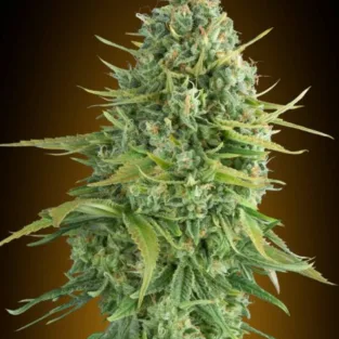 🍪 Flavor & Aroma: Sweet Cookies with a Fresh Twist This strain hits your senses with a complex terpene profile: 🍬 Sweet cookie dough & earthy richness 🌿 Hints of mint, pine, and fresh herbs 🍋 Subtle citrus and spice undertones Expect a smooth, dessert-like smoke with a refreshing edge—true Cookies family flavor with extra depth. 💥 Effects: Strong, Relaxing, and Feel-Good With THC levels around 22%, this strain delivers a fast-hitting, powerful effect that leans heavily into relaxation. 😌 Deep body calm 😊 Uplifting, positive head buzz 🌙 Perfect for evenings or unwinding It’s the kind of high that melts stress away while keeping your mind in a good place—strong, but not overwhelming when respected. 🌿 Grow Info: Compact Plants, Heavy Results Do-Si-Dos Cookies Auto is built for growers who want premium results without complexity. Type: Indica-dominant Autoflower Genetics: Do-Si-Dos x Girl Scout Cookies x Auto Cycle Time: 80–90 days from seed Height (Indoor): 80–90 cm Indoor Yield: 450–500 g/m² Outdoor Yield: ~100 g per plant This strain stays short, bushy, and manageable, making it perfect for small grow spaces, tents, or stealth setups—while still producing dense, resin-coated buds that stack up nicely. 💎 Bud Appeal: Frosty, Dense, and Loud Expect chunky, lime-green buds covered in a thick layer of sticky trichomes, with vibrant pistils and that unmistakable top-shelf bag appeal. This is the kind of flower that looks as good as it smokes. 🚀 Why Grow Do-Si-Dos Cookies Auto? 🍪 Legendary Cookies genetics in autoflower form 💥 Strong