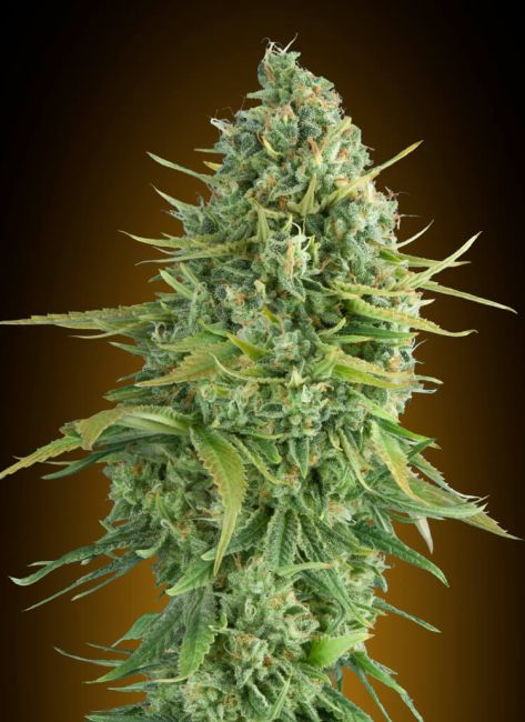 Authorized Cannabis Seeds Superstore Kinnabis 9 🍪 Flavor & Aroma: Sweet Cookies with a Fresh Twist This strain hits your senses with a complex terpene profile: 🍬 Sweet cookie dough & earthy richness 🌿 Hints of mint, pine, and fresh herbs 🍋 Subtle citrus and spice undertones Expect a smooth, dessert-like smoke with a refreshing edge—true Cookies family flavor with extra depth. 💥 Effects: Strong, Relaxing, and Feel-Good With THC levels around 22%, this strain delivers a fast-hitting, powerful effect that leans heavily into relaxation. 😌 Deep body calm 😊 Uplifting, positive head buzz 🌙 Perfect for evenings or unwinding It’s the kind of high that melts stress away while keeping your mind in a good place—strong, but not overwhelming when respected. 🌿 Grow Info: Compact Plants, Heavy Results Do-Si-Dos Cookies Auto is built for growers who want premium results without complexity. Type: Indica-dominant Autoflower Genetics: Do-Si-Dos x Girl Scout Cookies x Auto Cycle Time: 80–90 days from seed Height (Indoor): 80–90 cm Indoor Yield: 450–500 g/m² Outdoor Yield: ~100 g per plant This strain stays short, bushy, and manageable, making it perfect for small grow spaces, tents, or stealth setups—while still producing dense, resin-coated buds that stack up nicely. 💎 Bud Appeal: Frosty, Dense, and Loud Expect chunky, lime-green buds covered in a thick layer of sticky trichomes, with vibrant pistils and that unmistakable top-shelf bag appeal. This is the kind of flower that looks as good as it smokes. 🚀 Why Grow Do-Si-Dos Cookies Auto? 🍪 Legendary Cookies genetics in autoflower form 💥 Strong