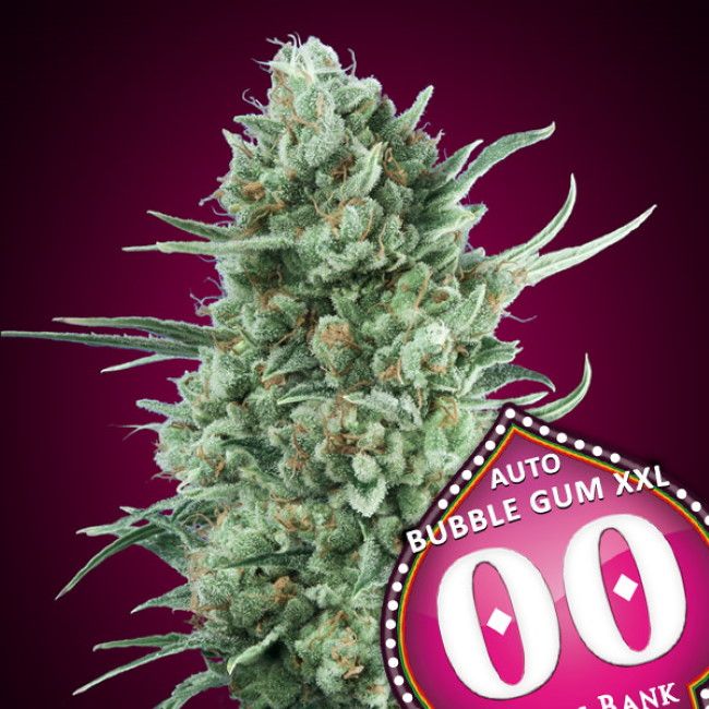 Authorized Cannabis Seeds Superstore Kinnabis 10 Bubble Gum XXL Auto Feminized Seeds