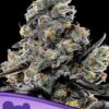 VIOLET FACE Feminized Seeds 2 Anesia Seeds