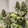 Kashmir Regular Seeds