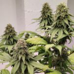 Kashmir Regular Seeds