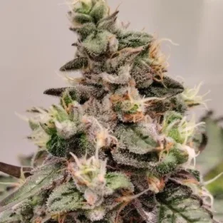 Kashmir Regular Seeds