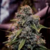 Genius Juice Feminized Seeds | Fast Flower Hybrid 2 Genius Juice Feminized Seeds
