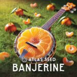 Banjerine Auto Feminized Seeds – Atlas Seeds