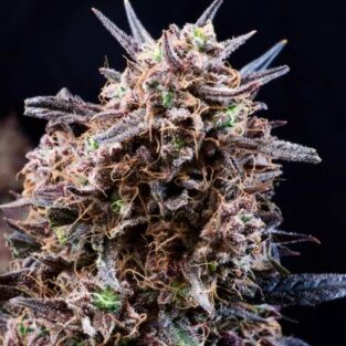 Banjerine Auto Feminized Seeds – Atlas Seeds