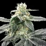 Blue Dream Feminized Seeds – DNA Genetics